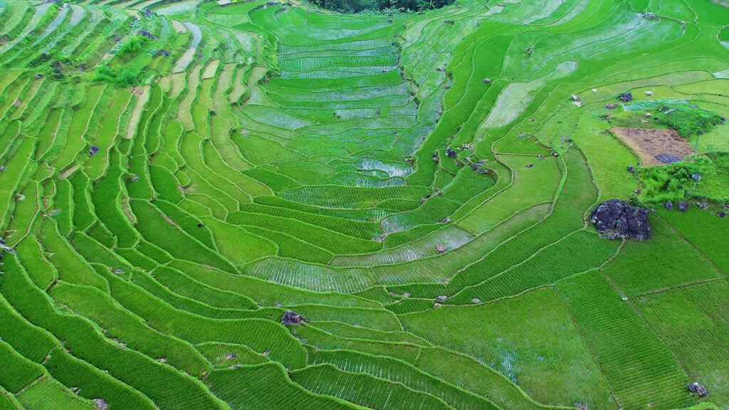 Puluong-rice-field